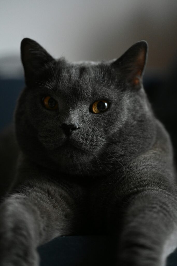 pälsvård för katt