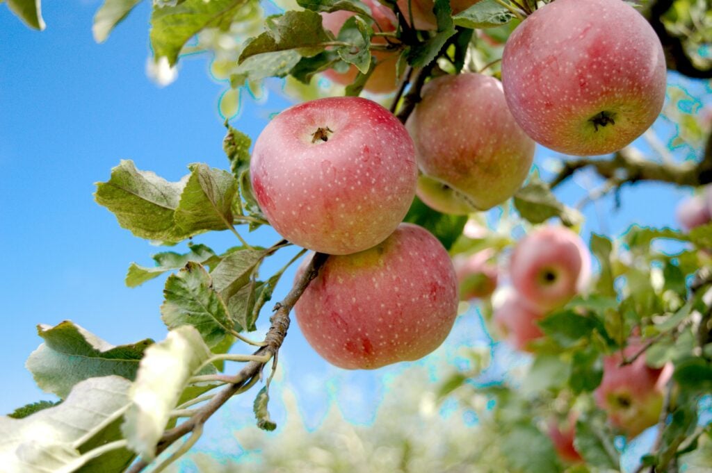 Kan katter äta äpple? En bild på ett träd med äpplen