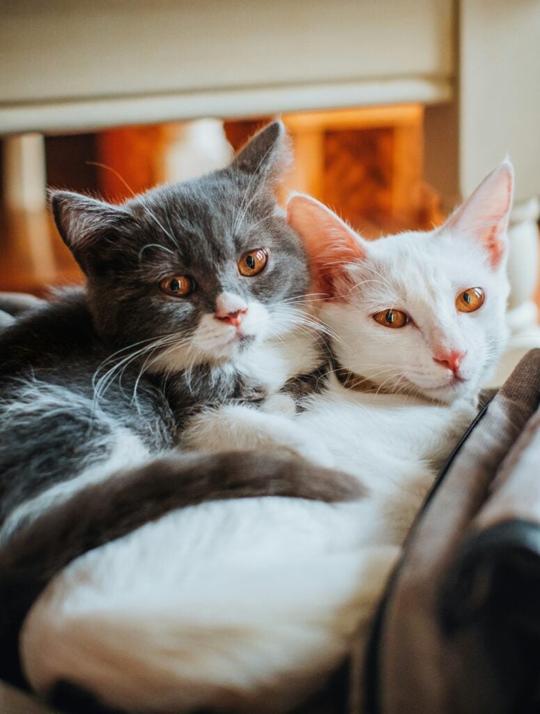 katter i Sverige