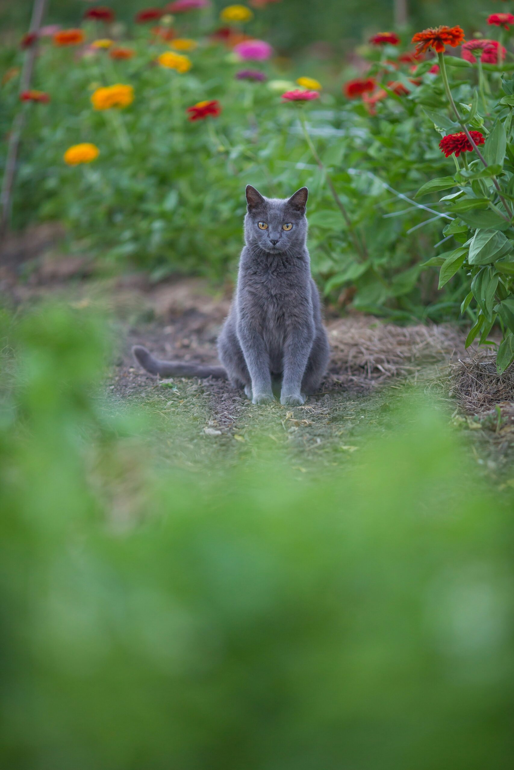 Mask hos katt – symtom, smitta och hur du behandlar