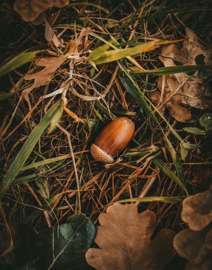 katie-azi-1SOSZE1Dops-unsplash Ekollon är giftiga för hundar