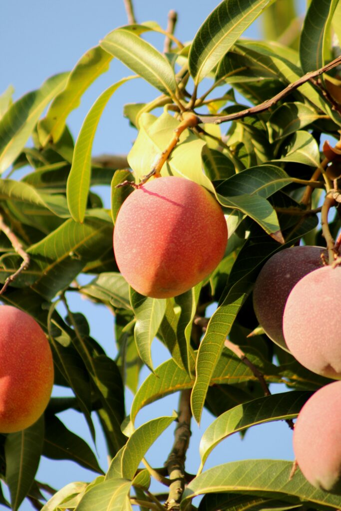 jess-torre-qnzg-p4vLrU-unsplash kan hundar äta mango
