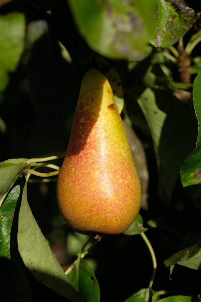 joachim-pirch-xas6ZQBY5lg-unsplash Kan hundar äta päron?